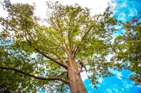 Best Tree Risk Assessment  in Twin City, GA