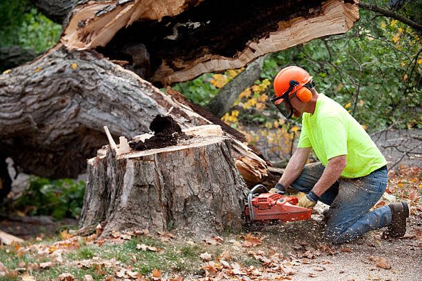 Best Tree Mulching  in Twin City, GA